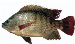 带你吃瓜罗非鱼视频