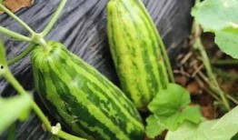 河北吃瓜啥意思,吃瓜群众的趣味生活