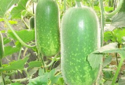 梦见亲戚吃大瓜,揭秘亲戚共品大瓜的神秘寓意