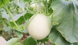 郯城同城吃瓜事件,一场网络舆论的风暴与反思