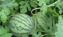 花琉璃轶闻吃瓜大妈,揭秘吃瓜大妈的八卦传奇