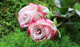 玫瑰快穿嘎嘎吃瓜,嘎嘎吃瓜，穿梭时空的甜蜜冒险