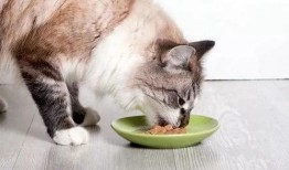 猫可以吃菊瓜吗怎么吃,猫咪如何享用菊瓜美味