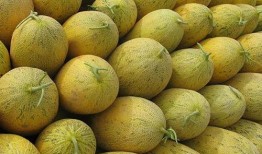 肌瘤可以吃哈密瓜