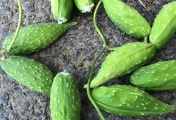 野生可以吃的瓜,探索可食用瓜类的多样世界