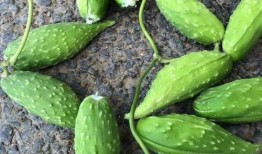 野生可以吃的瓜,探索可食用瓜类的多样世界