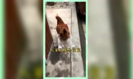 吃瓜群众个人建议,揭秘娱乐圈幕后真相