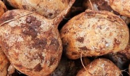 怀孕了可以吃土瓜吗,土瓜在孕期是否适宜食用