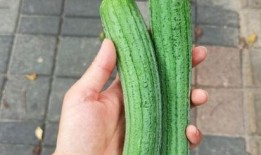 吃的瓜被扔,那些被遗忘的美食瓜果