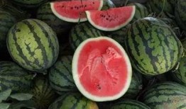 活切吃瓜,揭秘夏日消暑新潮流