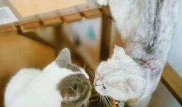 撸猫吃瓜,揭秘娱乐圈幕后故事