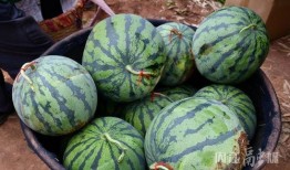 采购吃瓜,轻松应对夏日炎炎