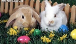 吃瓜小甜兔,揭秘娱乐圈那些不为人知的幕后故事