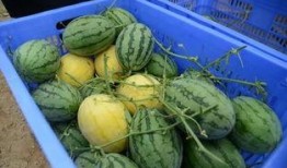 吃瓜群子林,网络社交新现象背后的故事