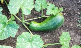 瓠瓜应该怎么吃,解锁健康美味的烹饪新境界