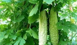 白色凉瓜怎么吃,轻松解锁健康美味新体验