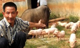 养猪傻妞吃瓜,养猪傻妞的瓜田奇遇记