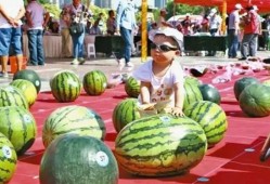 深圳唐伯虎吃瓜网站