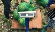 宁河吃瓜事件,一场引发社会热议的网络风波