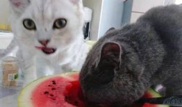 撸猫吃瓜,揭秘娱乐圈幕后故事