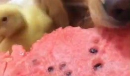 吃狗头瓜治便秘吗怎么吃,轻松解决便秘困扰