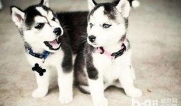 哈士奇吃瓜被抓视频