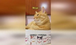 猫可以吃菊瓜吗怎么吃,猫咪如何享用菊瓜美味