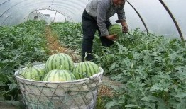 水晶瓜脆瓜沙瓜怎么吃