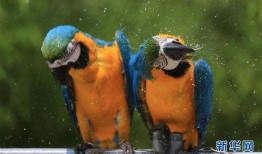 模仿动物吃瓜,动物们的“吃瓜”大作战