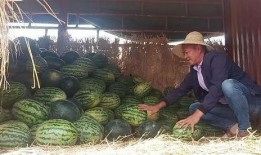 昆明公园吃瓜视频,趣味横生的夏日午后