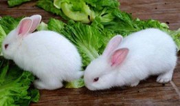 兔子吃不吃茭瓜,茭瓜是否成为它们的美食选择？