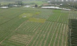 阳江最新吃瓜,揭秘背后惊人真相！