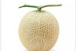 吃网纹瓜,探寻夏日消暑佳品