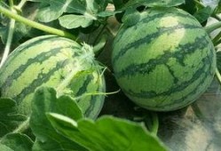 关于吃瓜的名称,揭秘吃瓜文化的魅力与演变