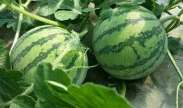 关于吃瓜的名称,揭秘吃瓜文化的魅力与演变