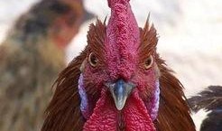 萌鸡吃瓜,欢乐无限，带你领略萌宠美食新风尚