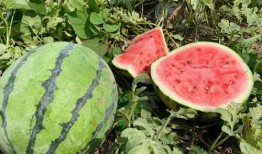 河北黄河滩吃瓜,夏日消暑吃瓜乐，尽享田园风情