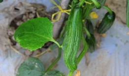 摘瓜怎么吃,解锁瓜类食材的多彩吃法