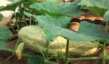 专吃叶子的瓜,探寻专吃叶子的神奇植物奥秘