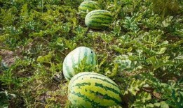 吃瓜汾阳市,探寻地方特色美食之旅