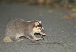 吃瓜猹窝,网络热词背后的故事与影响