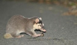 吃瓜猹窝,网络热词背后的故事与影响