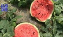 日照岚山吃瓜熟透,瓜熟蒂落，尽享夏日甜蜜时光