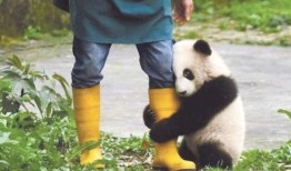 游客打架熊猫吃瓜视频,吃瓜群众笑翻现场