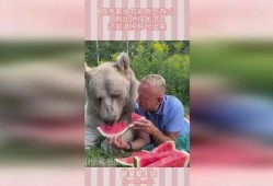 熊是怎么吃瓜