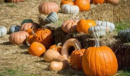 衡山吃瓜,探寻千年名山中的美食奥秘