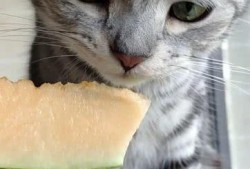 撸猫吃瓜,揭秘娱乐圈幕后故事