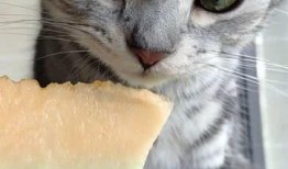 撸猫吃瓜,揭秘娱乐圈幕后故事