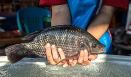 带你吃瓜罗非鱼视频