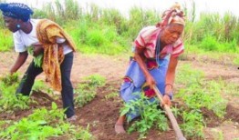非洲人吃蜜瓜,蜜瓜美食之旅